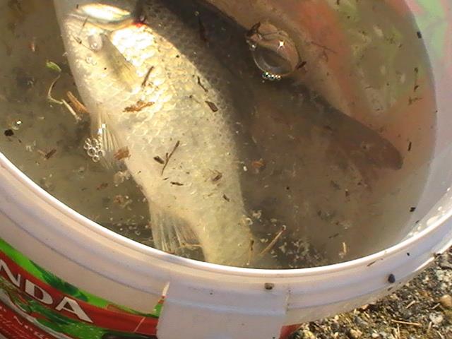 pe la olt mai exact baraj oltet  - pic5696.JPG